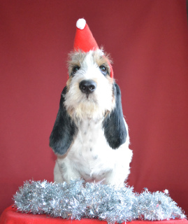 Dodatkowe zdjęcia: Griffon Greater Vendian Basset Puppies