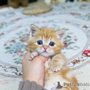 Zdjęcie №2 do zapowiedźy № 155838 na sprzedaż  munchkin - wkupić się Republika Czeska hodowca