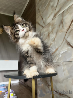 Zdjęcie №2 do zapowiedźy № 169923 na sprzedaż  maine coon - wkupić się Niemcy hodowca