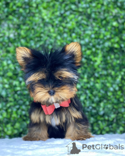 Zdjęcie №2 do zapowiedźy № 149979 na sprzedaż  yorkshire terrier - wkupić się USA prywatne ogłoszenie, od żłobka, ze schronu, hodowca