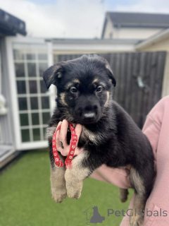 Zdjęcie №1. owczarek niemiecki - na sprzedaż w Bautzen | negocjowane | Zapowiedź №166836