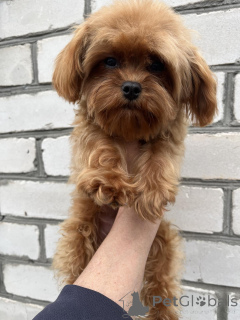 Zdjęcie №3. F1 Maltipoo Szczeniak DZIEWCZYNA. Ukraina