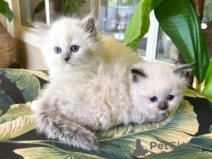 Zdjęcie №1. ragdoll - na sprzedaż w Кильбург | 2392zł | Zapowiedź № 130276