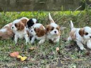 Zdjęcie №1. cavalier king charles spaniel - na sprzedaż w Marsylia | 3348zł | Zapowiedź №164317