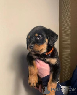 Zdjęcie №2 do zapowiedźy № 176058 na sprzedaż  rottweiler - wkupić się Niemcy prywatne ogłoszenie