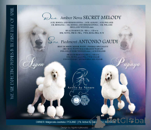 Zdjęcie №3. Królewski pudel jest biały.. Polska