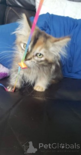 Zdjęcie №4. Sprzedam munchkin w Aarbergen. hodowca - cena - negocjowane