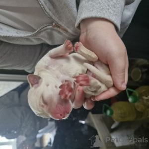 Zdjęcie №1. labrador retriever - na sprzedaż w Mińsk | 224zł | Zapowiedź №139002
