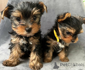 Zdjęcie №1. yorkshire terrier - na sprzedaż w Berlingrod | negocjowane | Zapowiedź №168863