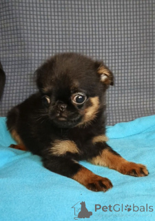 Zdjęcie №2 do zapowiedźy № 165075 na sprzedaż  brabantczyk - wkupić się Federacja Rosyjska prywatne ogłoszenie