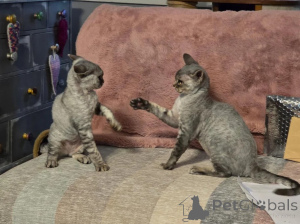 Zdjęcie №1. devon rex - na sprzedaż w Chotomwis | 1674zł | Zapowiedź № 178684