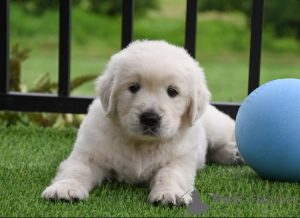 Zdjęcie №1. golden retriever - na sprzedaż w Marsylia | 4784zł | Zapowiedź №166317