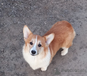 Dodatkowe zdjęcia: walijski corgi pembroke