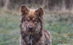 Zdjęcie №2 do zapowiedźy № 25086 na sprzedaż  pies nierasowy - wkupić się Federacja Rosyjska prywatne ogłoszenie