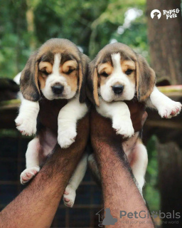 Zdjęcie №1. beagle (rasa psa) - na sprzedaż w Genewa | 2721zł | Zapowiedź №50286