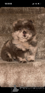 Zdjęcie №1.  - na sprzedaż w Hydusobos | 1622zł | Zapowiedź №161341