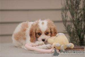 Zdjęcie №3. Szczenięta Cavalier King Charles Spaniel są już gotowe do nowych domów. USA