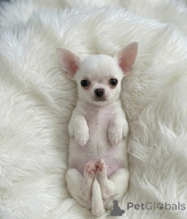 Zdjęcie №3. Szczenięta Chihuahua. Serbia