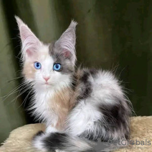 Zdjęcie №4. Sprzedam maine coon w Мальмё. prywatne ogłoszenie - cena - 1913zł