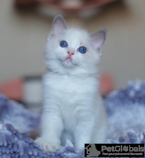 Zdjęcie №2 do zapowiedźy № 134387 na sprzedaż  kot manx - wkupić się Belgia prywatne ogłoszenie