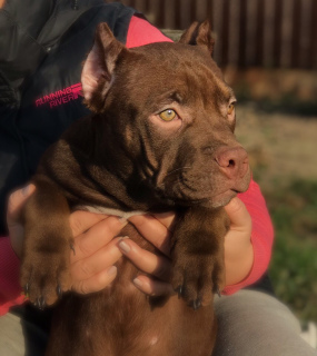 Zdjęcie №4. Sprzedam american bully w Moskwa. od żłobka - cena - 3914zł