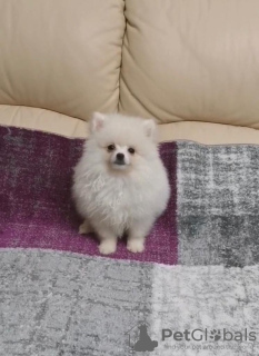 Zdjęcie №2 do zapowiedźy № 18786 na sprzedaż  szpic miniaturowy - wkupić się Litwa 