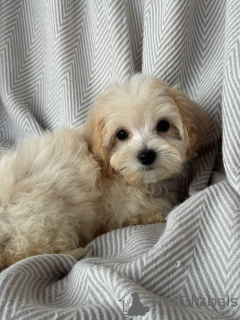 Zdjęcie №3. SZCZENIAK DO filiżanki MALTIPOO. USA