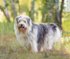 Zdjęcie №1. pies nierasowy - na sprzedaż w Moskova | Bezpłatny | Zapowiedź №159460