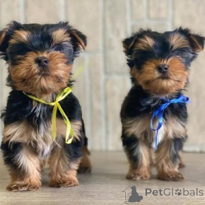 Zdjęcie №1. yorkshire terrier - na sprzedaż w Warszawa | negocjowane | Zapowiedź №175841
