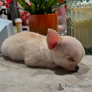 Zdjęcie №2 do zapowiedźy № 151214 na sprzedaż  chihuahua (rasa psów) - wkupić się Niemcy prywatne ogłoszenie