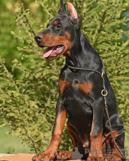 Zdjęcie №4. Sprzedam doberman w Berlin.  - cena - 4544zł