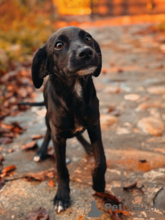 Zdjęcie №3. Dwa wspaniałe szczenięta (dziewczynki) szukają domu!. Federacja Rosyjska