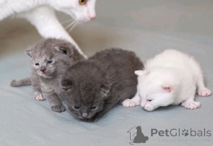 Zdjęcie №2 do zapowiedźy № 138921 na sprzedaż  kot german rex - wkupić się Niemcy prywatne ogłoszenie, hodowca