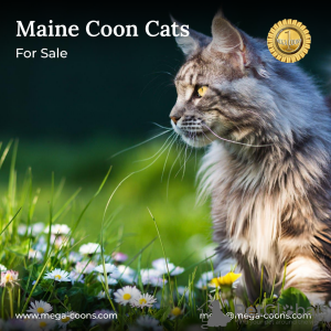 Zdjęcie №1. maine coon - na sprzedaż w Milton | 12676zł | Zapowiedź № 127687