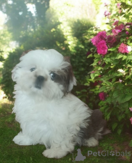 Zdjęcie №3. Piesek Shih tzu FCI. Polska