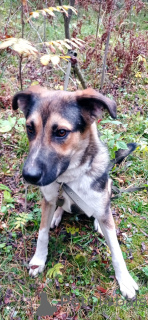 Zdjęcie №3. Młody las psów szuka rodziny.. Federacja Rosyjska