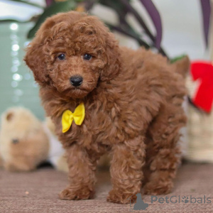 Zdjęcie №3. Pudel Samiec w wieku 10 tygodni Gotowy do powrotu do domu. Wielka Brytania