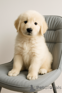 Zdjęcie №3. Marema-Abrutskaya Shepherd. Ukraina