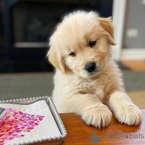 Zdjęcie №1. golden retriever - na sprzedaż w Falkenberg | 4784zł | Zapowiedź №168379