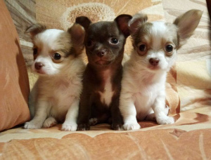 Zdjęcie №3. Kup szczeniaka Chihuahua, chihuahua. Dziewczyny i chłopak.. Federacja Rosyjska