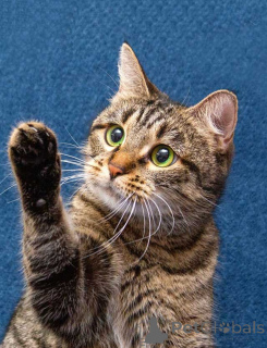 Zdjęcie №2 do zapowiedźy № 167404 na sprzedaż   - wkupić się Federacja Rosyjska prywatne ogłoszenie