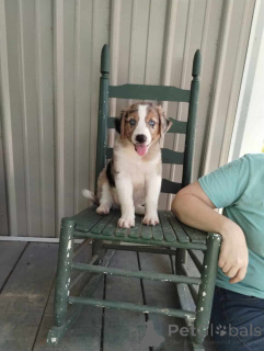 Zdjęcie №1. owczarek australijski - na sprzedaż w Hohenfels-Essingen | 4305zł | Zapowiedź №150740