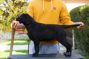 Dodatkowe zdjęcia: Szczenięta labradora retrievera