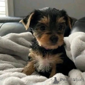 Zdjęcie №2 do zapowiedźy № 163057 na sprzedaż  yorkshire terrier - wkupić się Finlandia prywatne ogłoszenie, ze schronu
