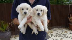 Zdjęcie №1. golden retriever - na sprzedaż w Arłamyw | negocjowane | Zapowiedź №168282