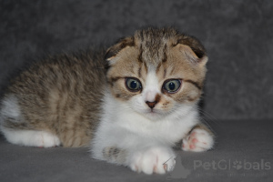 Zdjęcie №3. Athistyczne szkockie kocięta. Polska