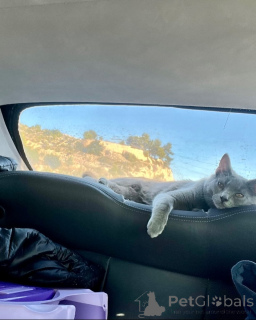 Zdjęcie №2 do zapowiedźy № 158744 na sprzedaż  kot kartuski - wkupić się Niemcy hodowca