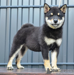 Dodatkowe zdjęcia: Shiba Inu szczenięta