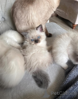 Zdjęcie №2 do zapowiedźy № 153223 na sprzedaż  ragdoll - wkupić się Niemcy 