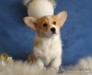 Dodatkowe zdjęcia: Wspaniałe szczenięta Pembroke Welsh Corgi.